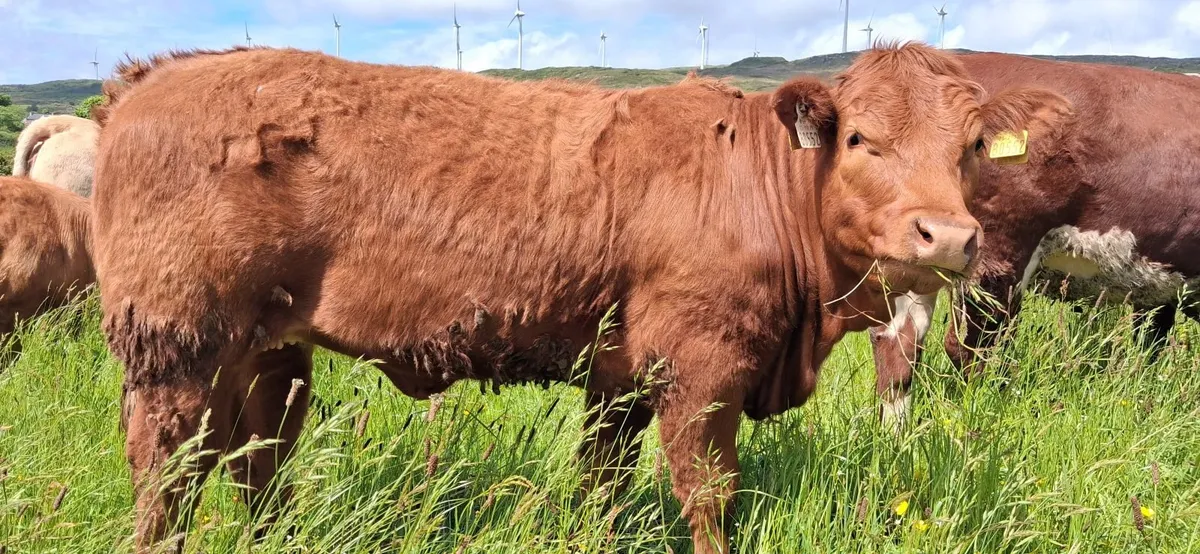 Super 5 STAR heifer - Image 1