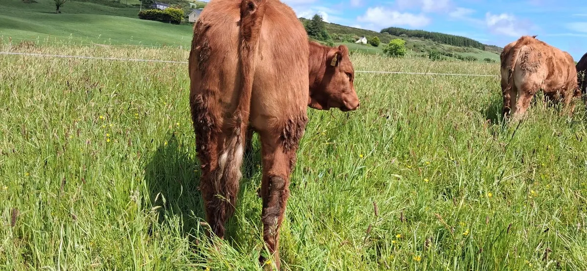 Super 5 STAR heifer - Image 3