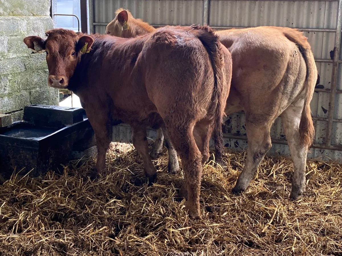 2 Super Weanling Heifers - Image 1