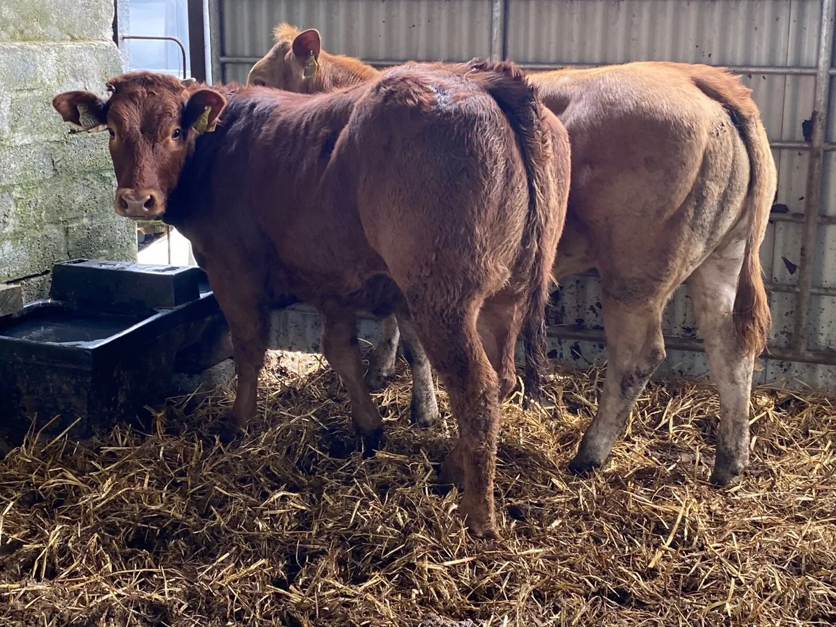 2 Super Weanling Heifers - Image 2