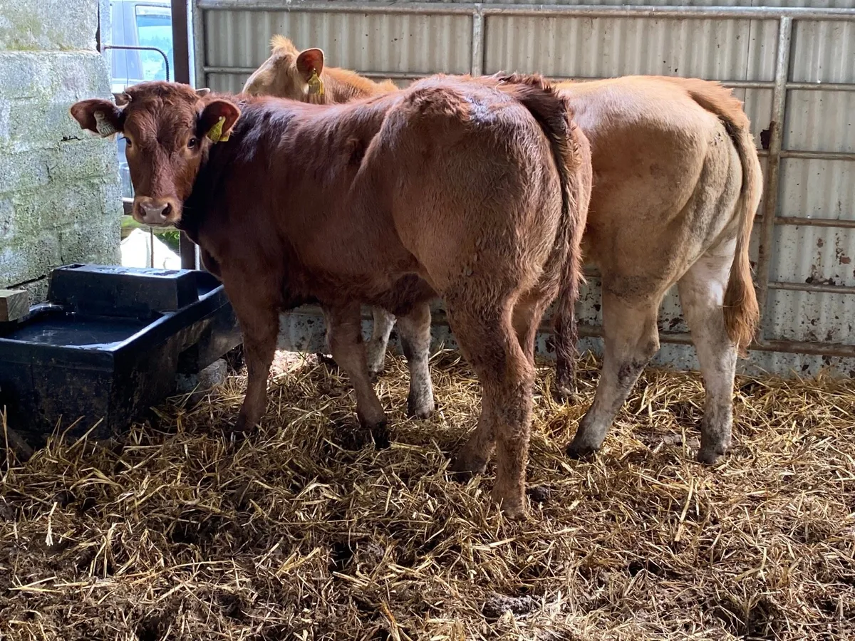2 Super Weanling Heifers - Image 3
