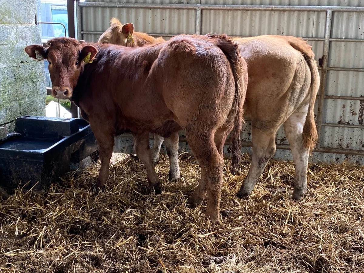 2 Super Weanling Heifers - Image 4