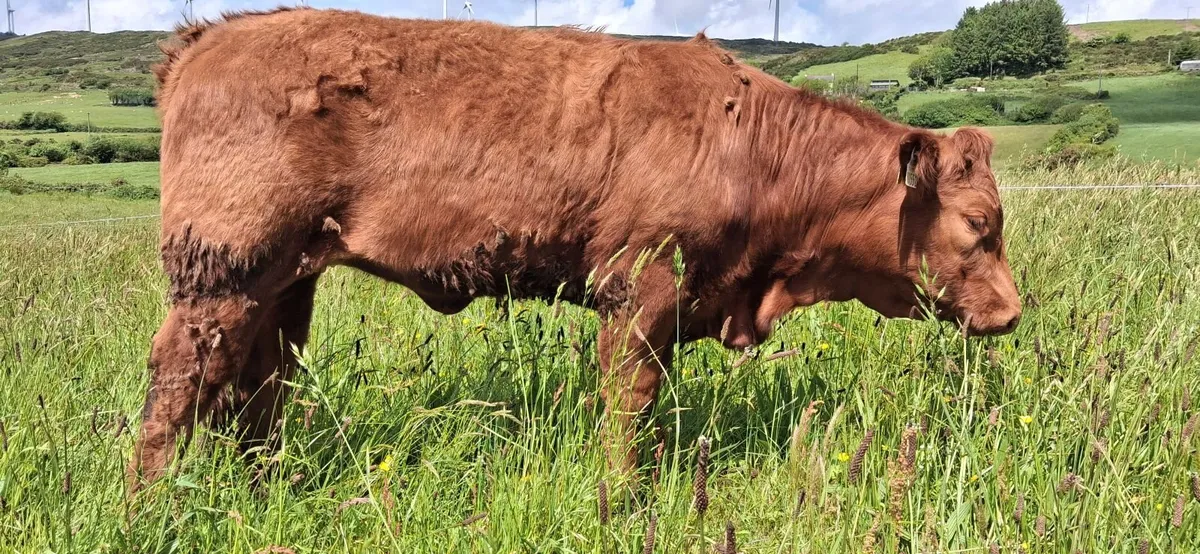 Super 5 STAR heifer - Image 4
