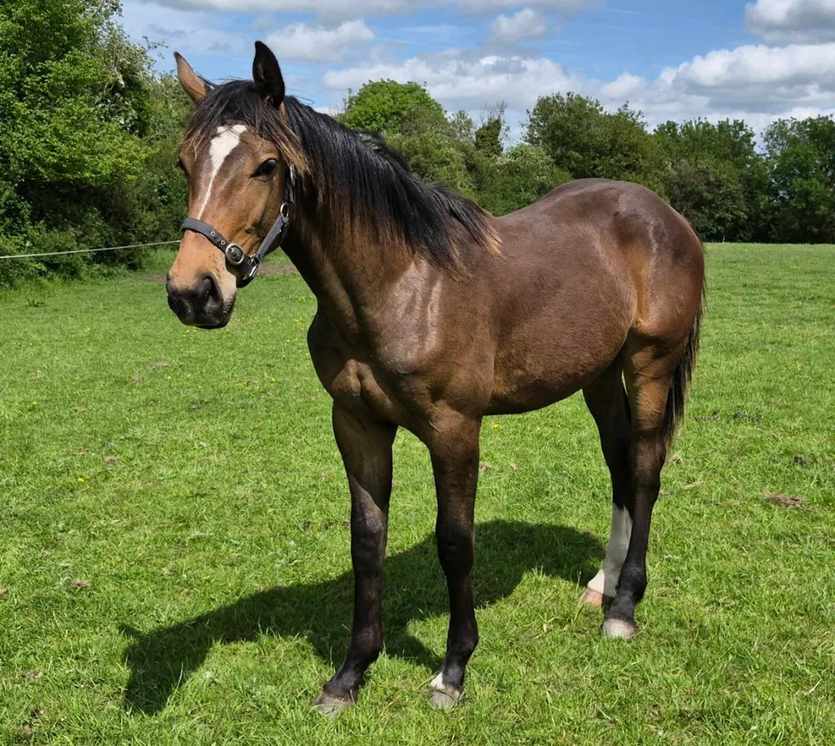 Tyson 1yr old Gelding. - Image 1