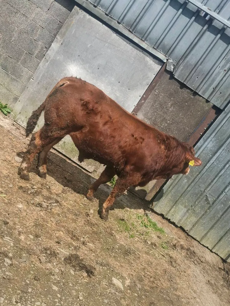 Purbred limousine bull - Image 4