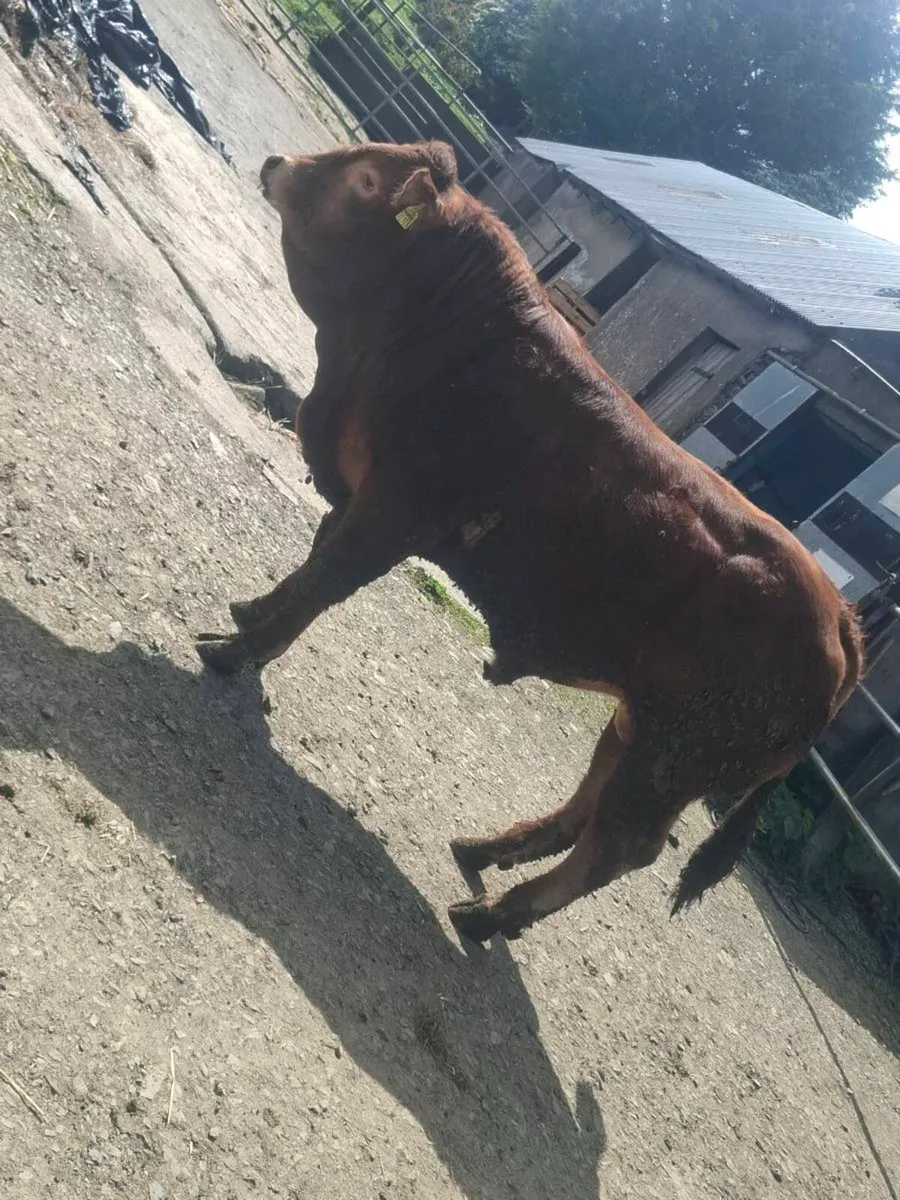 Purbred limousine bull - Image 1