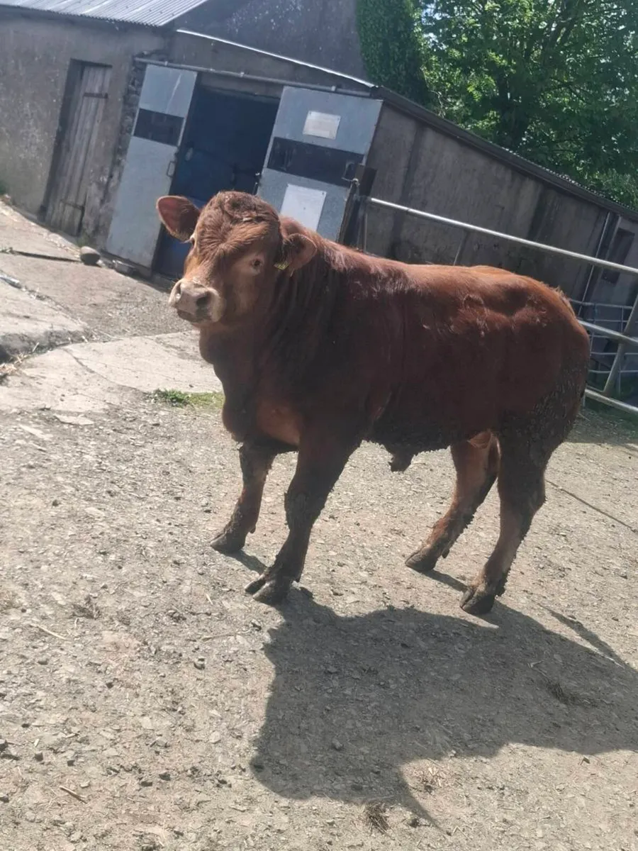 Purbred limousine bull - Image 2