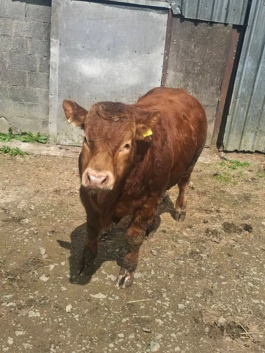 Purbred limousine bull - Image 3
