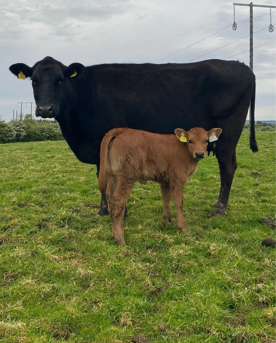 Angus Cow and Heifer Calf - Image 1