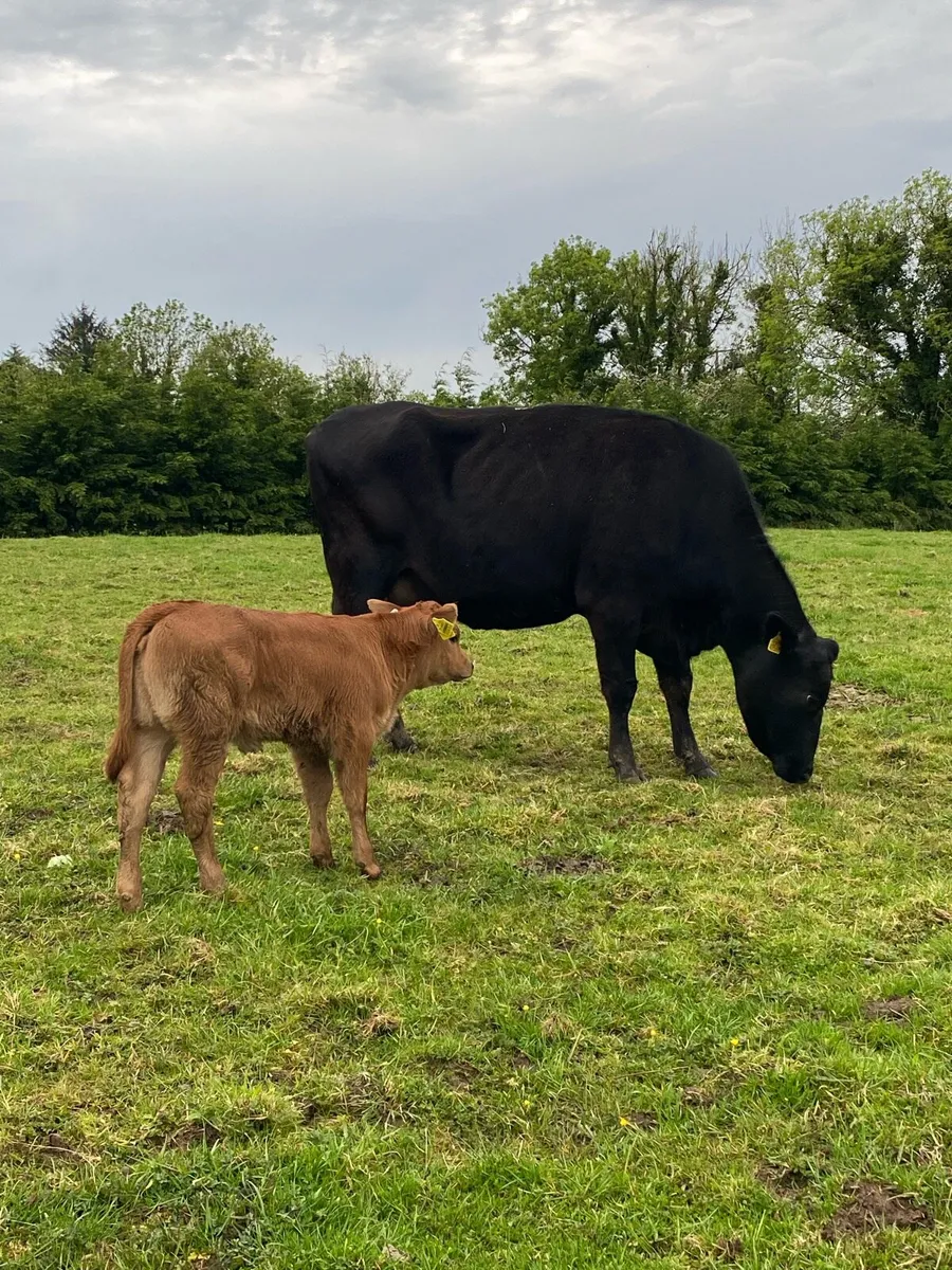 Angus Cow and Heifer Calf - Image 2