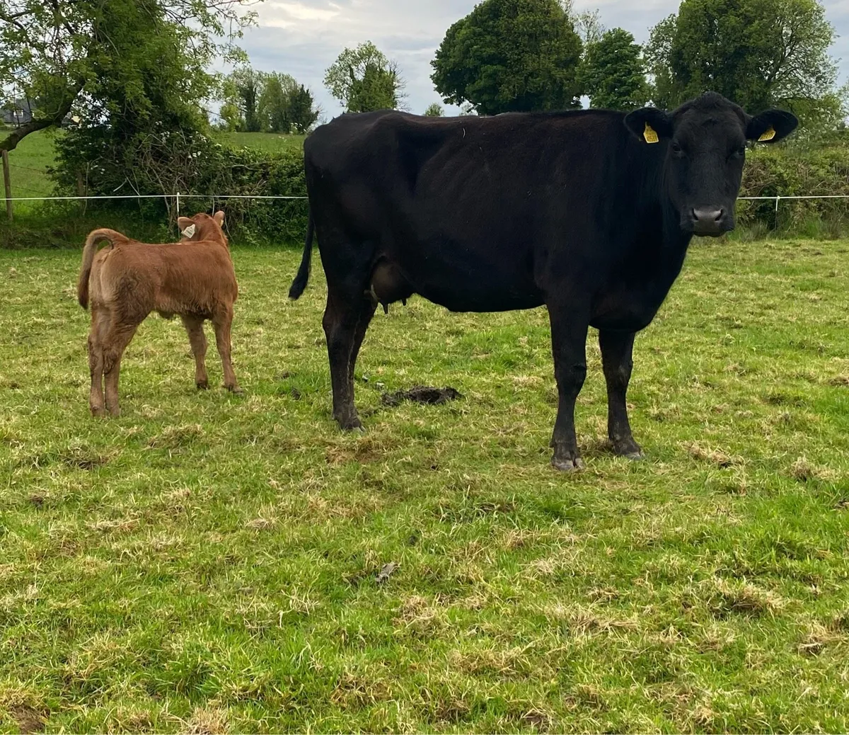 Angus Cow and Heifer Calf - Image 3