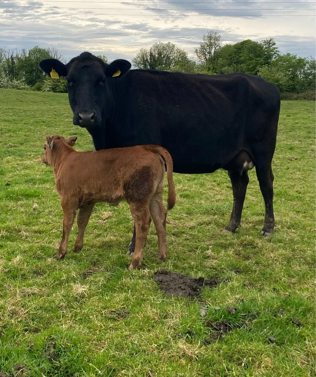 Angus Cow and Heifer Calf - Image 4