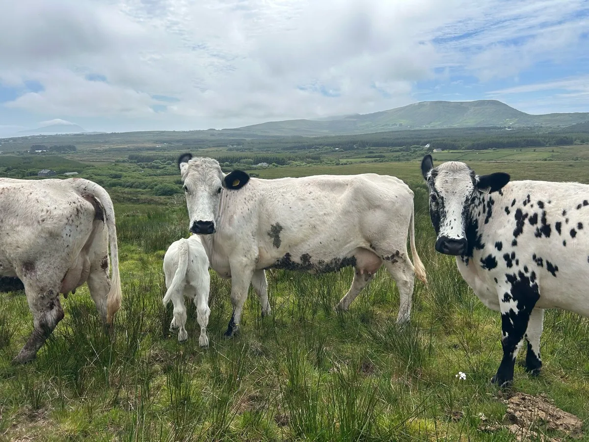 Droimeann Cows and Calves - Image 2