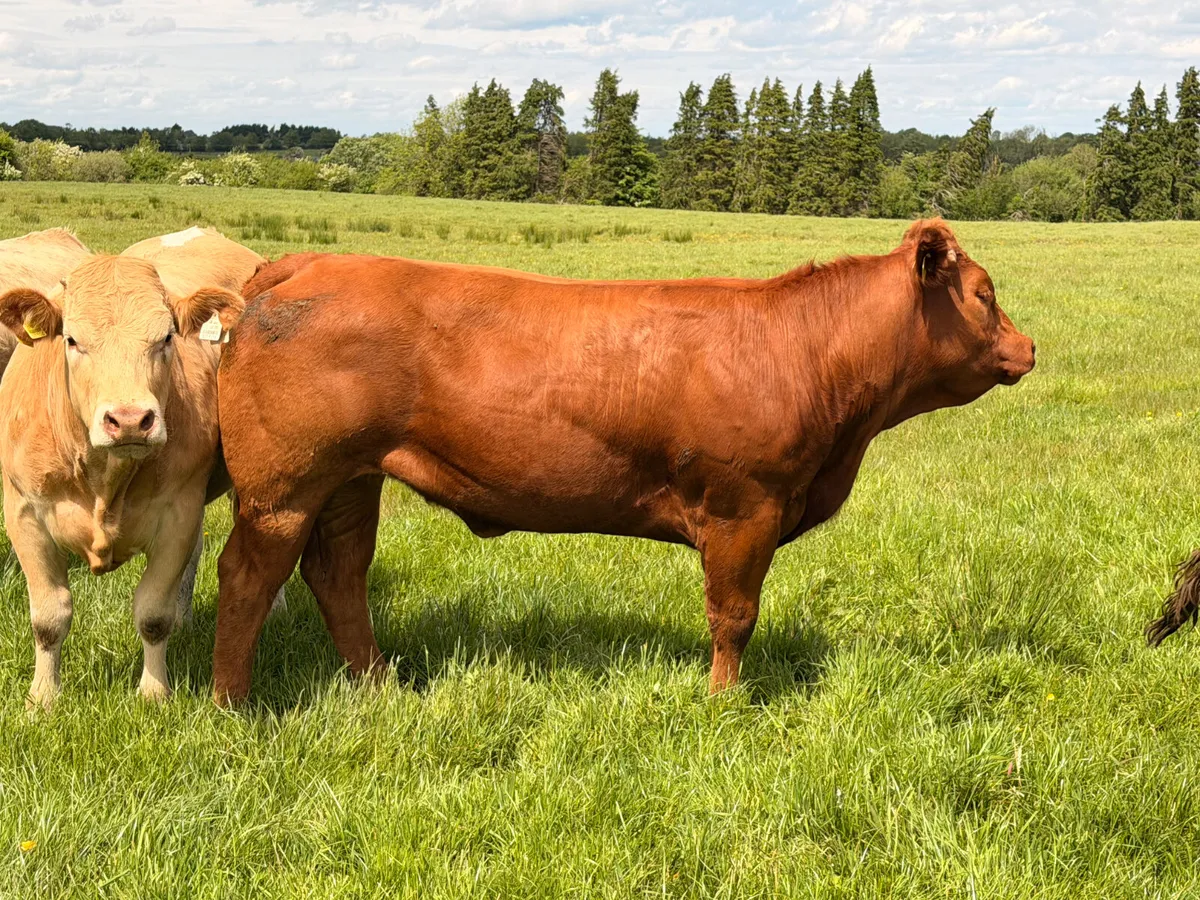 4* & 5* Limousine Breeding Heifers - Image 3