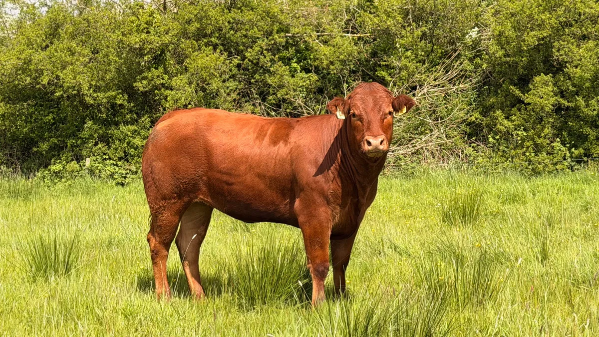 4* & 5* Limousine Breeding Heifers - Image 2