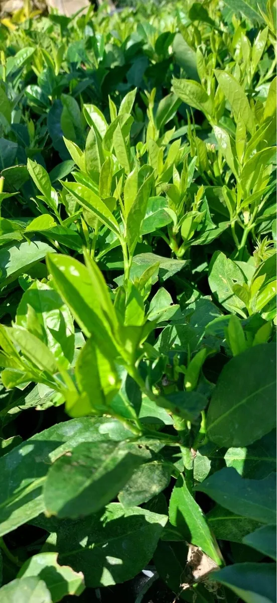 Laurel hedging €1 - Image 2