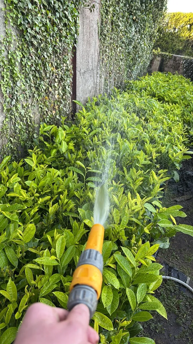 Laurel hedging €1 - Image 3