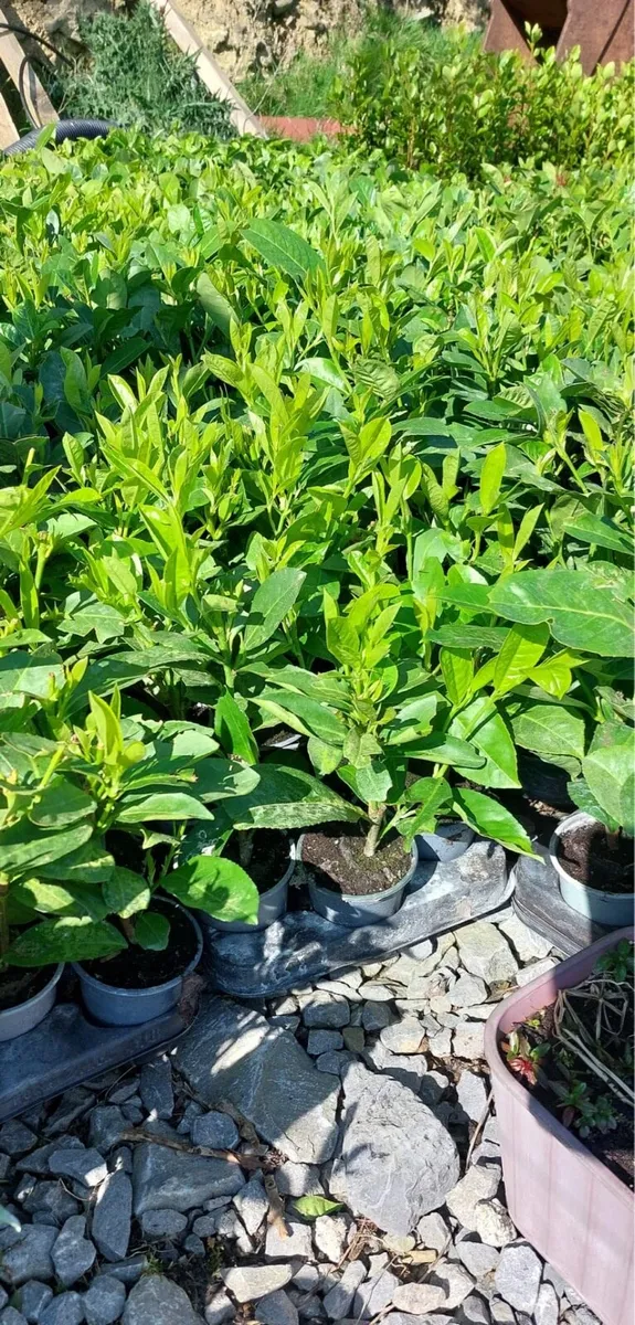 Laurel hedging €1 - Image 1