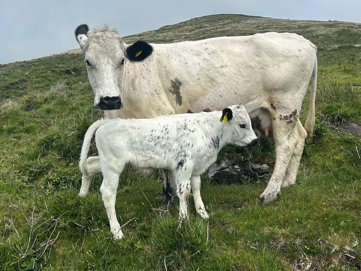 Droimeann Cows and Calves - Image 3