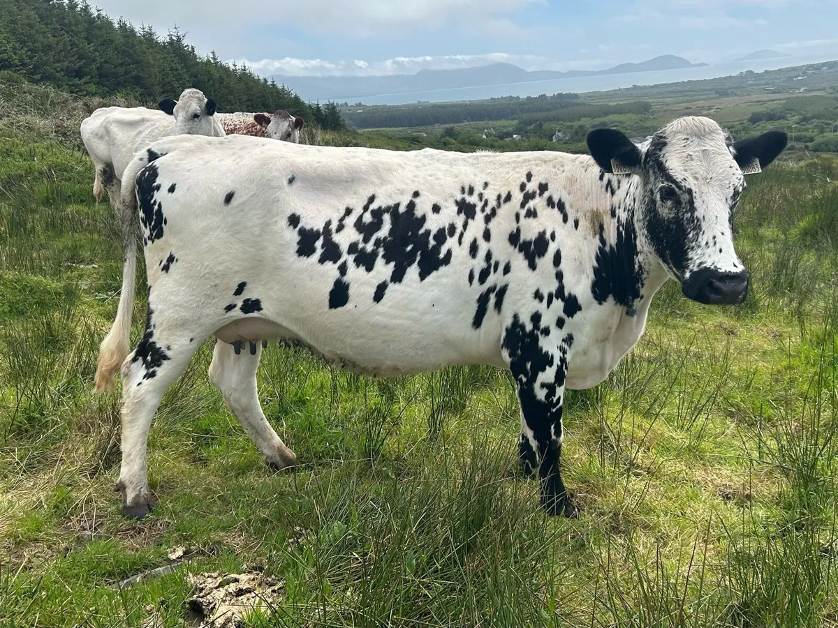 Droimeann Cows and Calves - Image 4