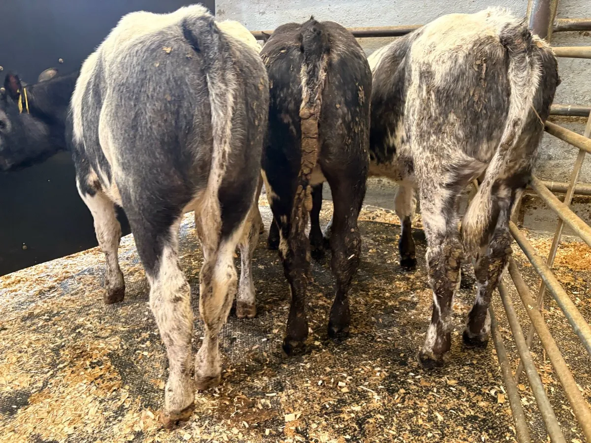 4 rared blue heifers - Image 2
