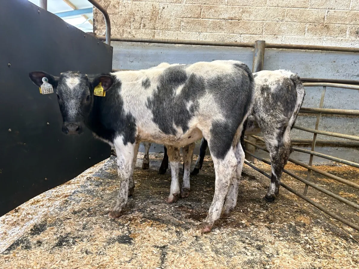 4 rared blue heifers - Image 3