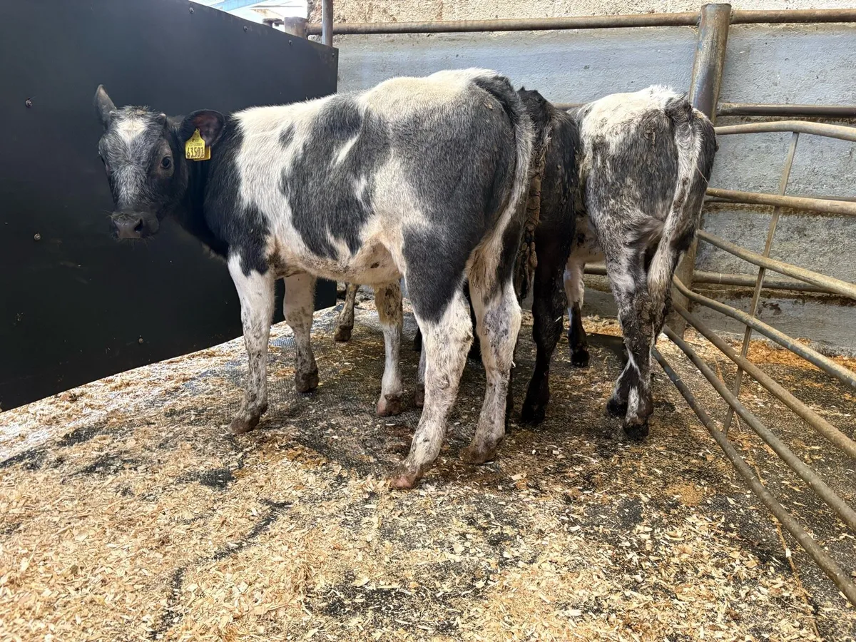 4 rared blue heifers - Image 4