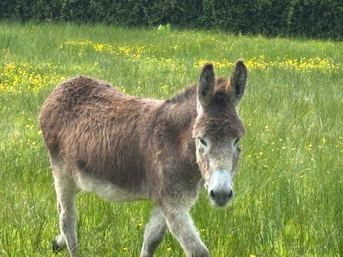 Donkey - Image 2