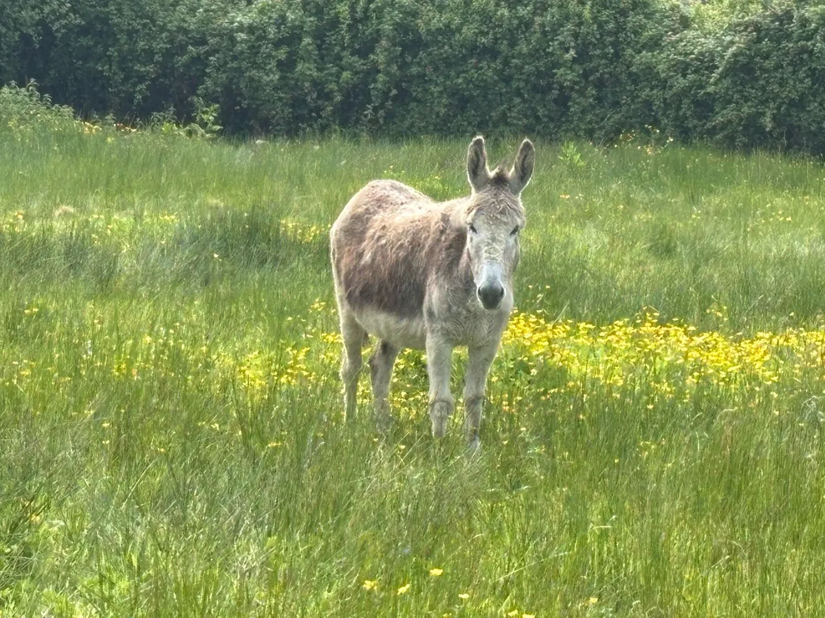 Donkey - Image 1
