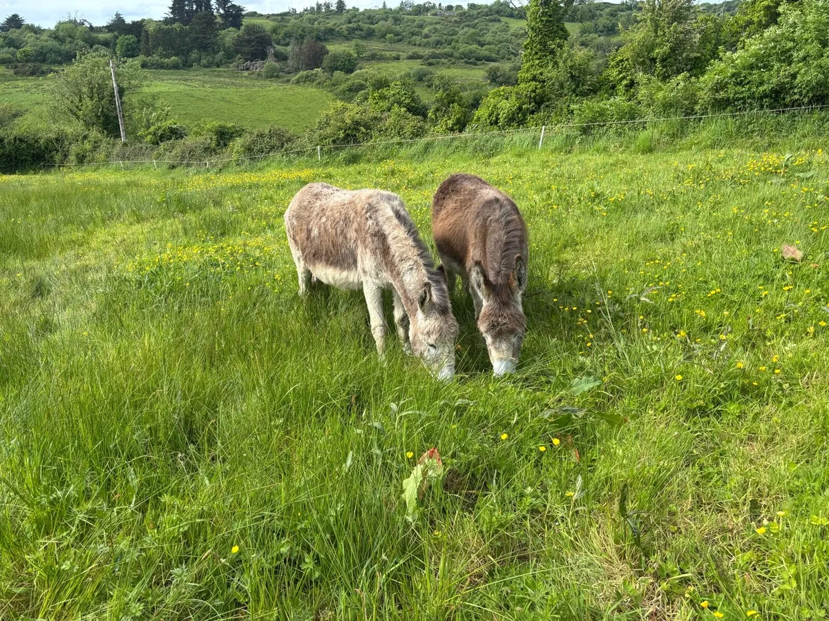 Donkey - Image 3