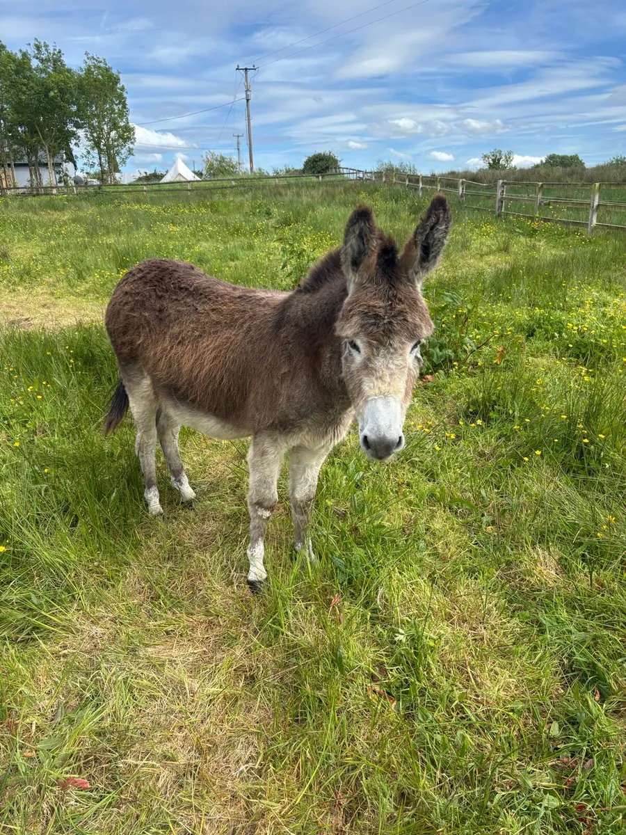 Donkey - Image 4