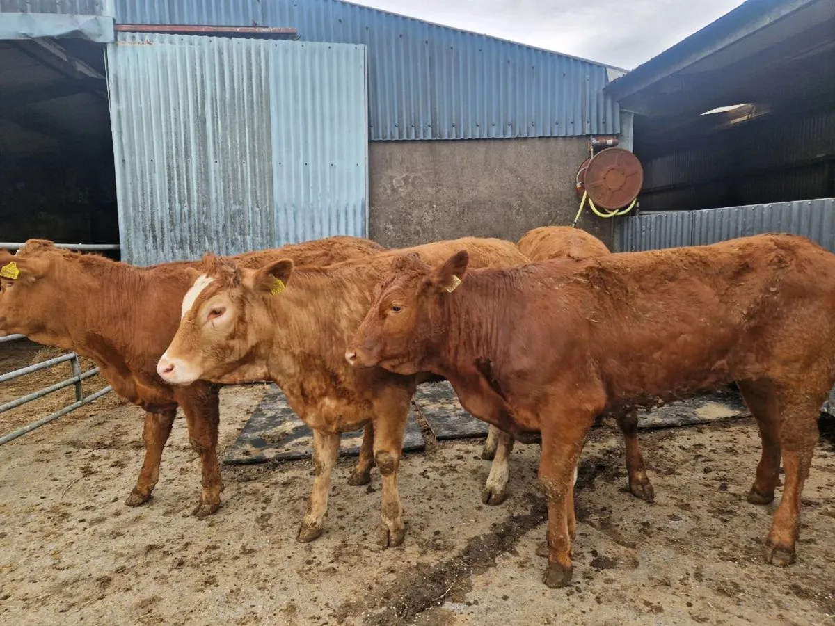 Heifers - Image 2