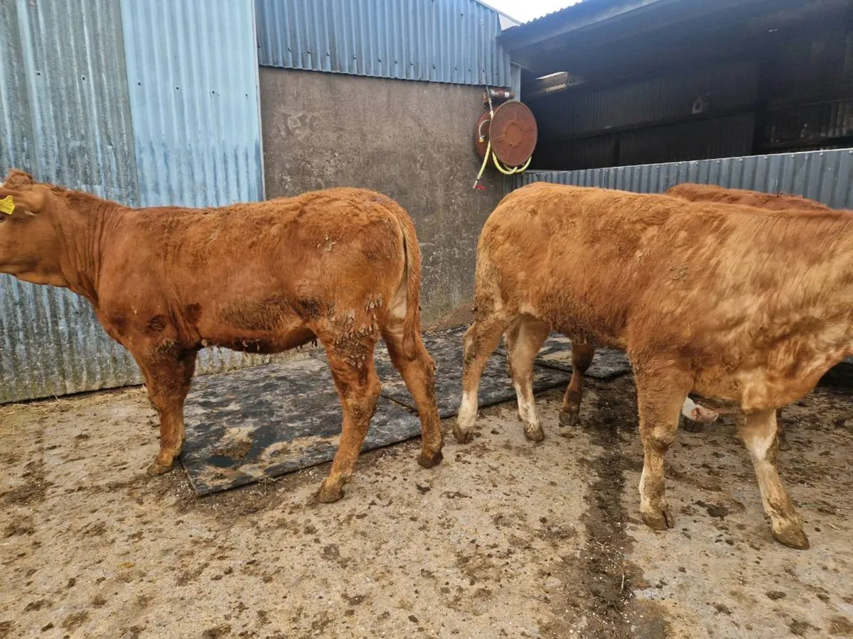 Heifers - Image 4
