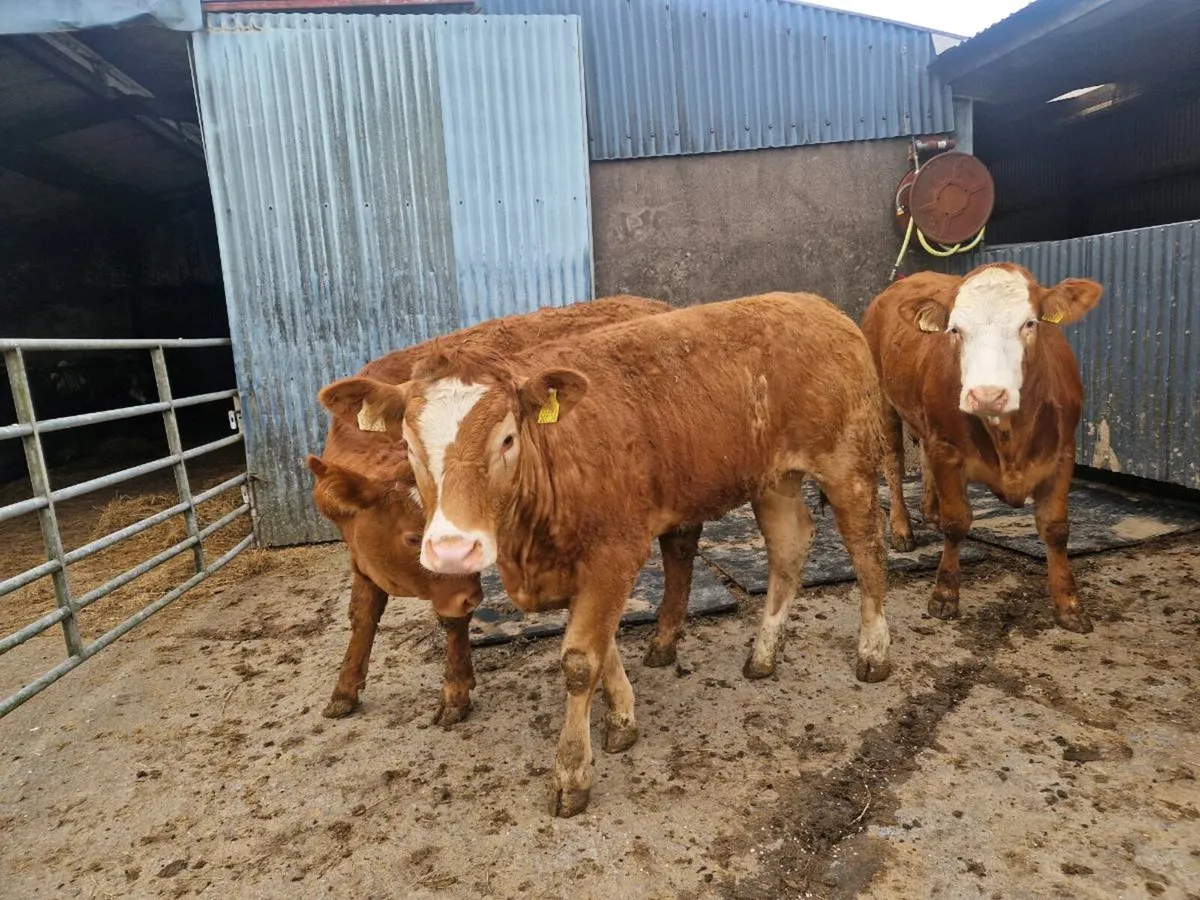 Heifers - Image 3