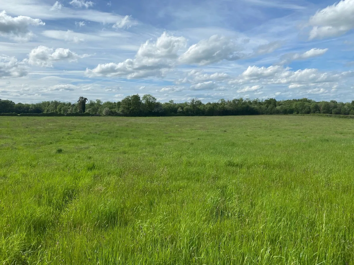 10.5 acres standing meadow - Image 1