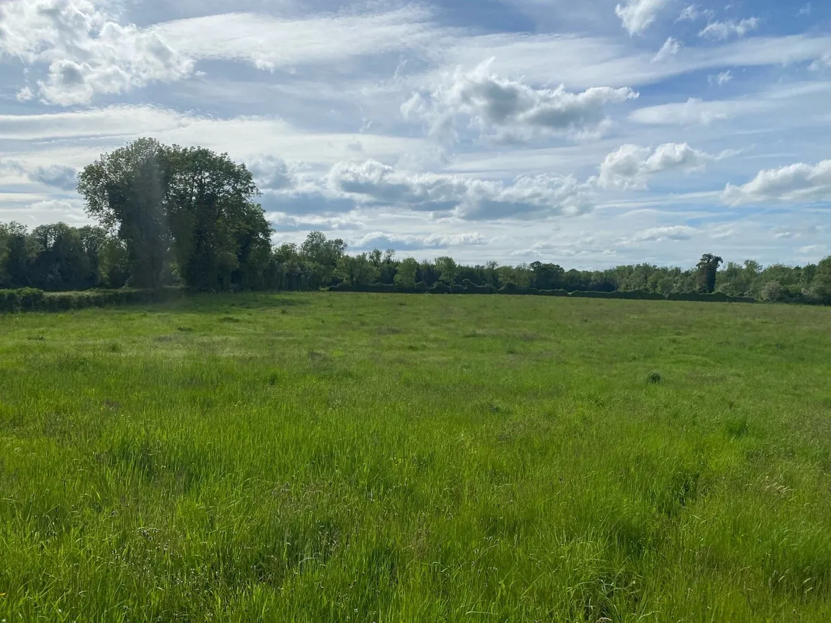 10.5 acres standing meadow - Image 2