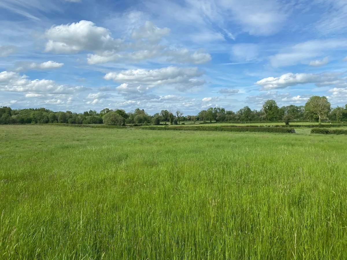 10.5 acres standing meadow - Image 3