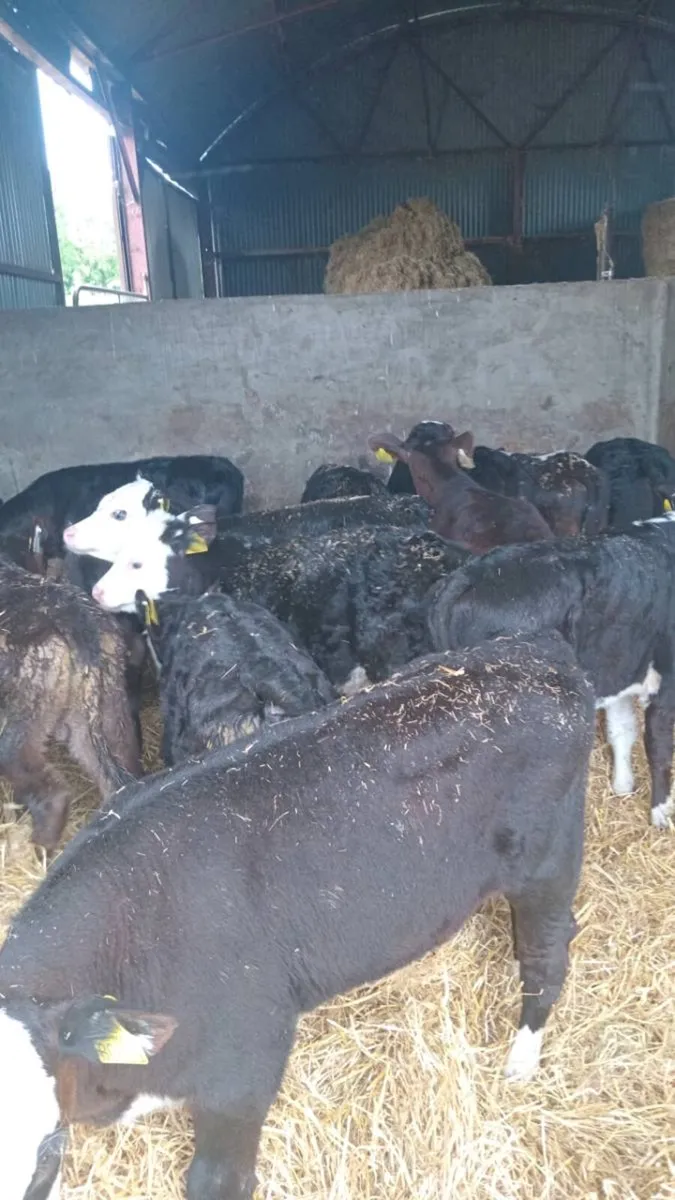 15 super quality reared calves - Image 2