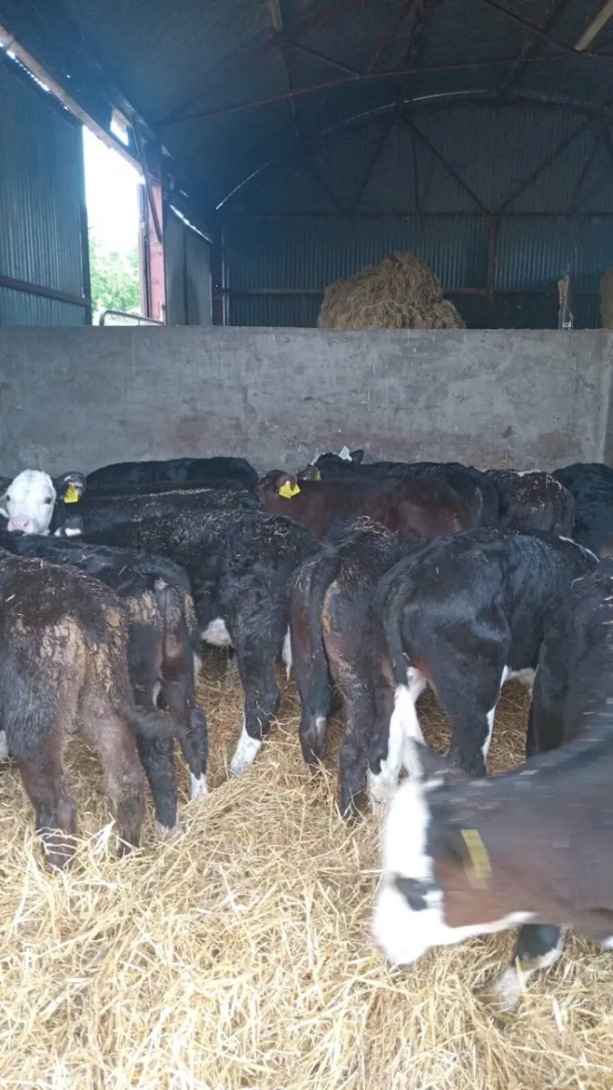 15 super quality reared calves - Image 3