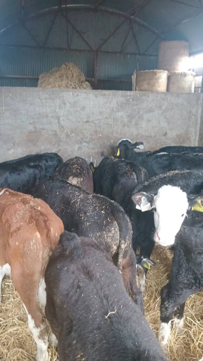 15 super quality reared calves - Image 1