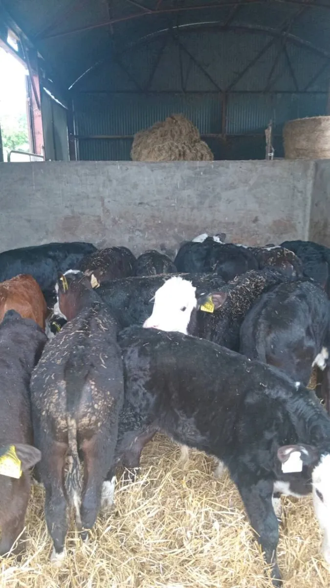 15 super quality reared calves - Image 4