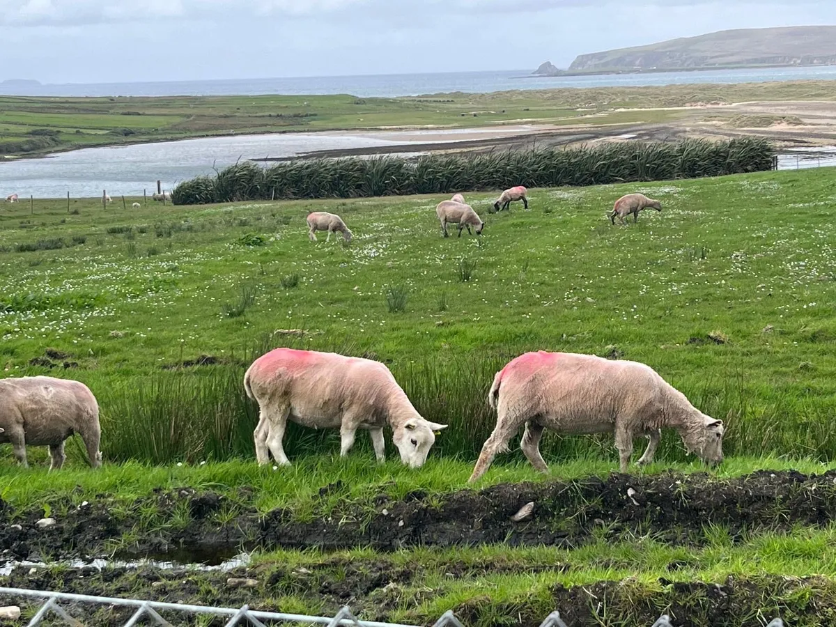 Ewe Hoggets - Image 4