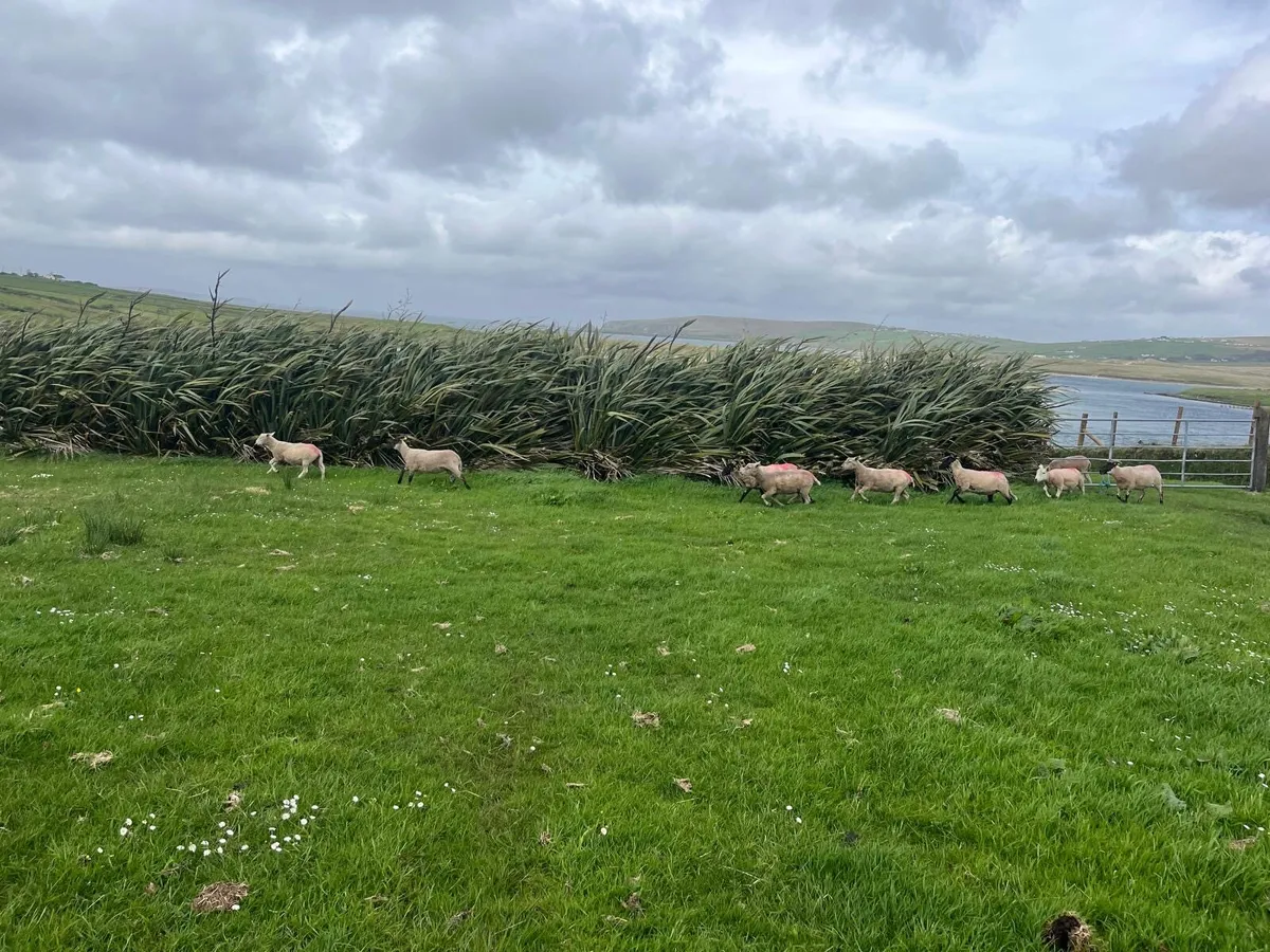 Ewe Hoggets - Image 2