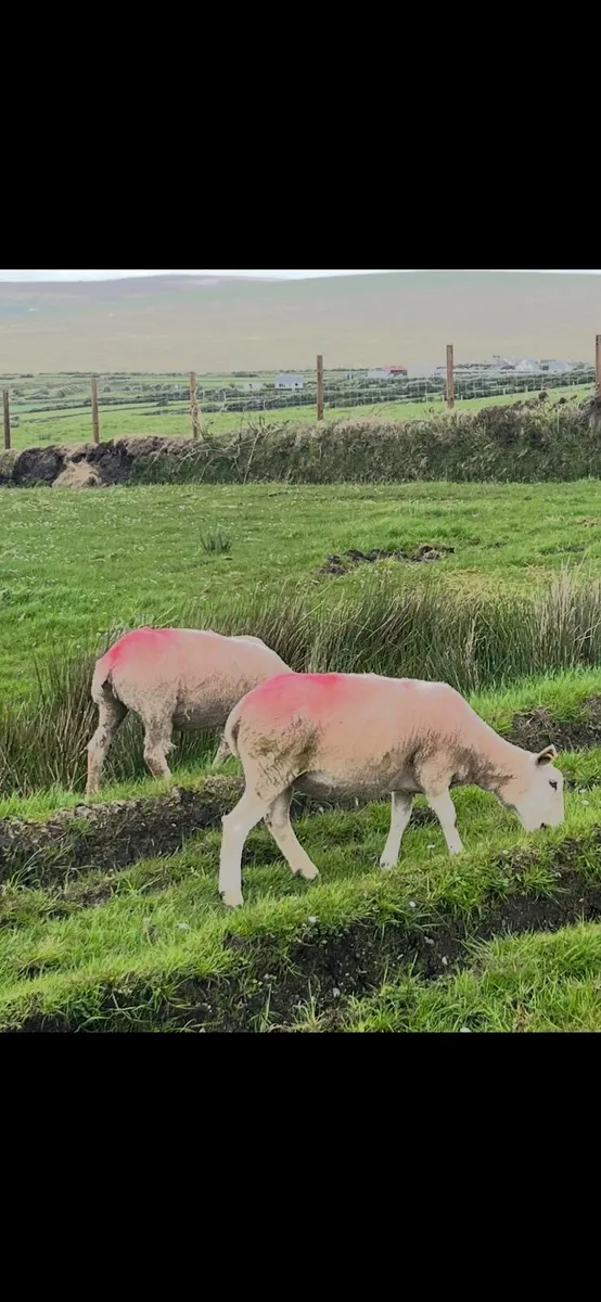 Ewe Hoggets - Image 1