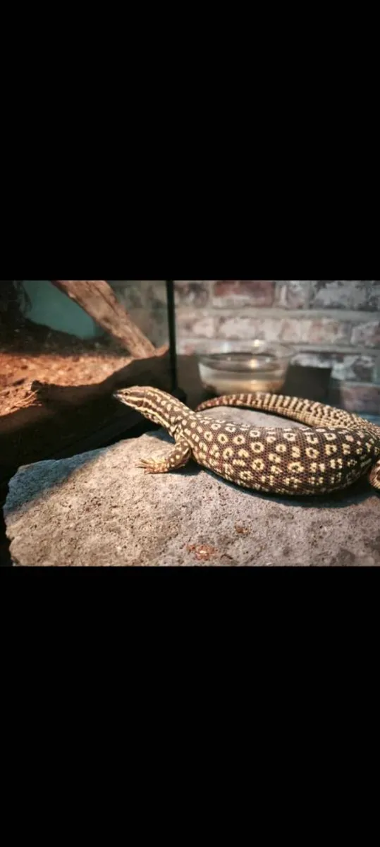 Sub adult female ackie monitor and enclosure set u - Image 1