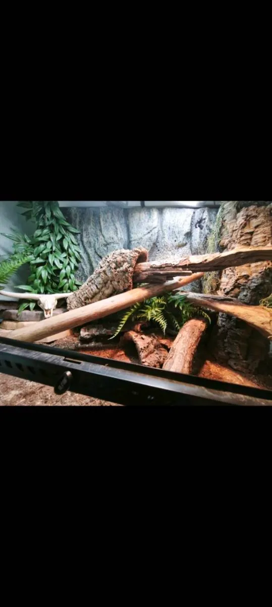 Sub adult female ackie monitor and enclosure set u - Image 2