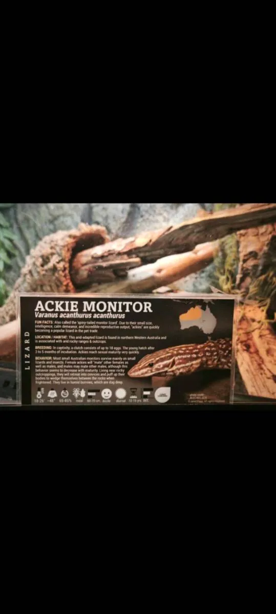 Sub adult female ackie monitor and enclosure set u - Image 3