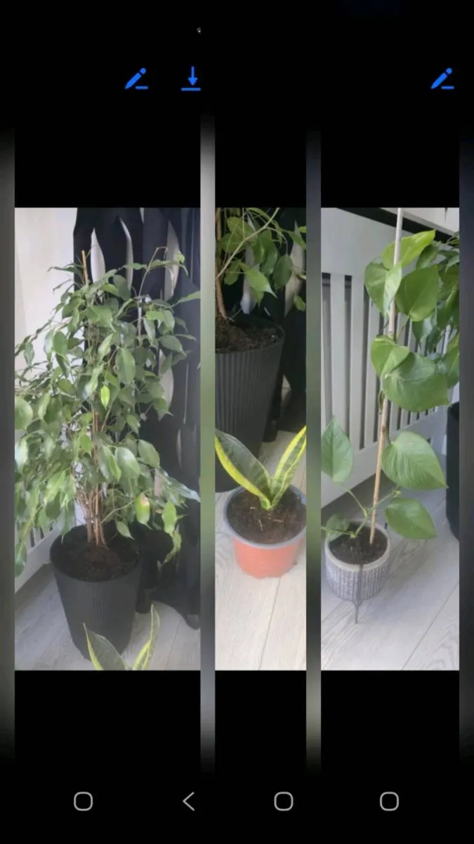 Flowers - Image 1