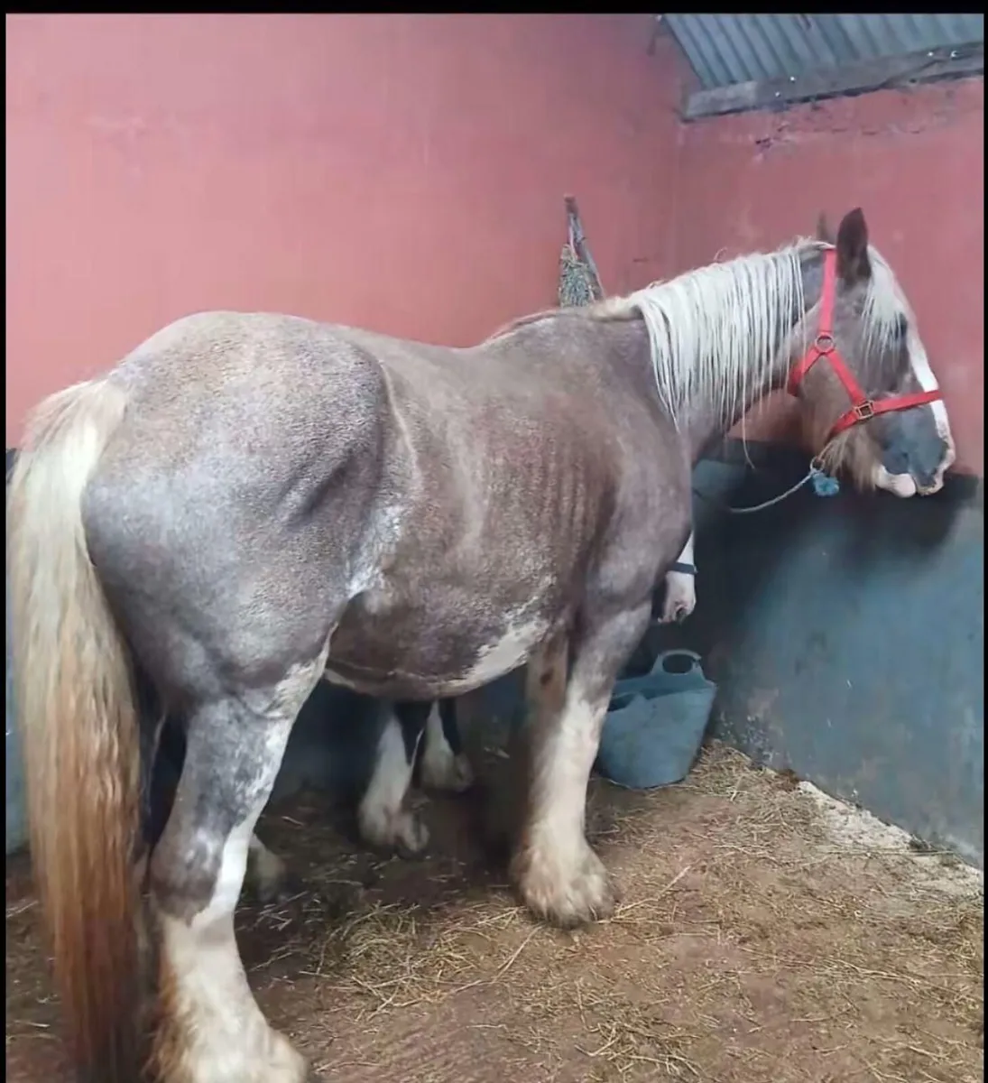 Cob Mare