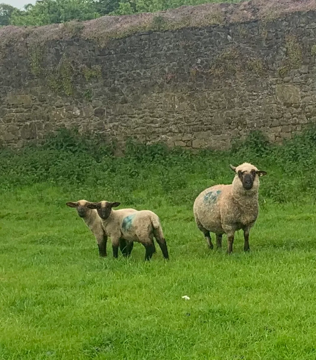 4 PBR Hampshire Down Ewes with lambs at foot - Image 1